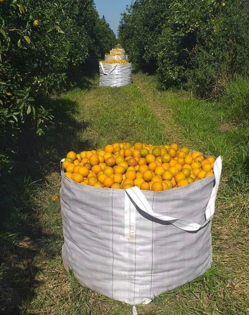 Bag cheio de laranja