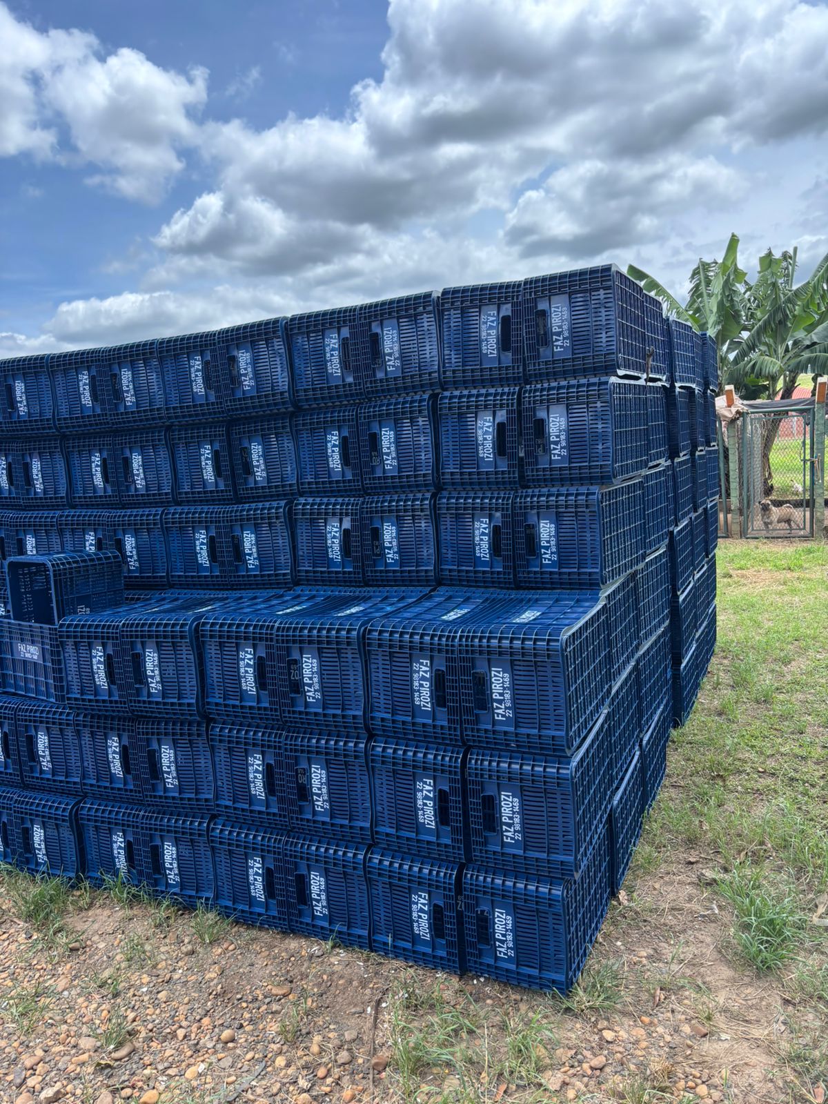 Caixas plásticas agrícolas